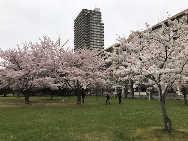 桜満開の中島公園 ちゅう房専科スタッフブログ