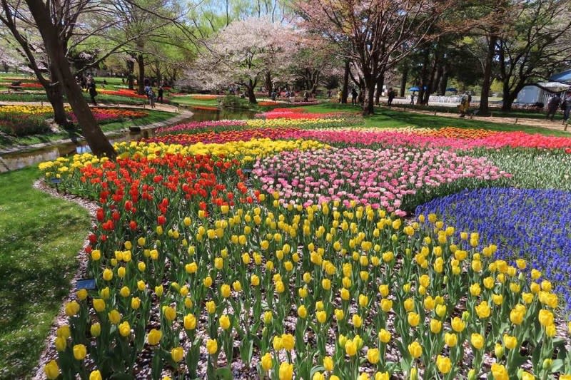 チューリップと桜の絶景コラボが見れる昭和記念公園へ 写真で綴るすぎさんのブログ 我孫子発信