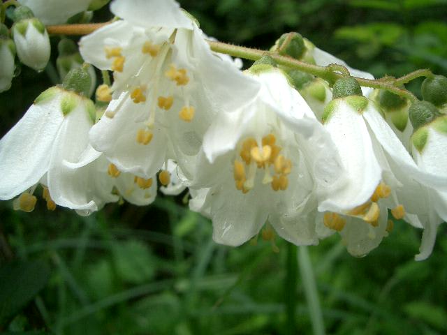 卯の花（科）