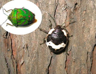 アカスジキンカメムシ の幼虫は白黒ツートン カラー イワッチの自然ノート