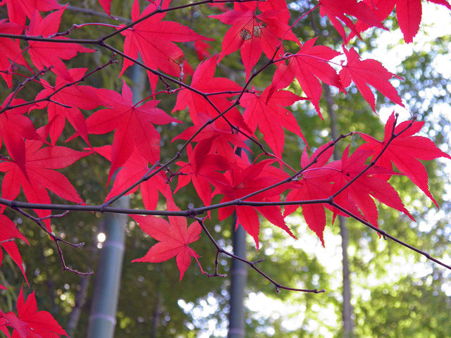 紅葉