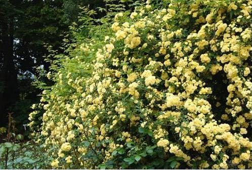 モッコウバラ 黄 白 一重 八重 ５月 里山コスモスブログ