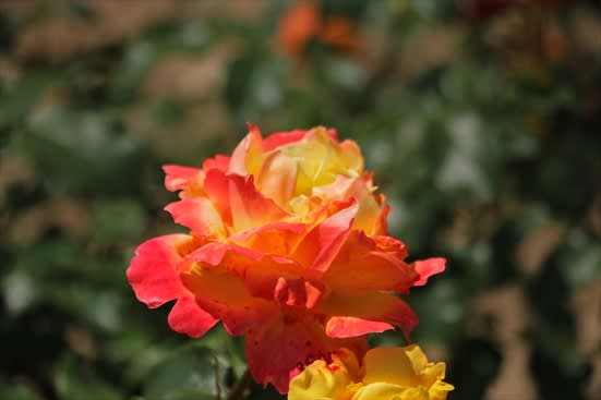 R_20180601CRXHE3731.jpg