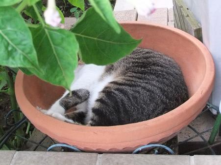 テラコッタ猫 - Itu0027s にゃんだふるライフ♪