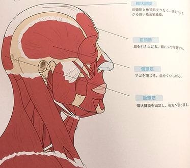 ヘッドスパ 頭の仕組み 頭の筋肉のつくりについて ヘッドスパ 頭皮ケア 東京 渋谷 新宿 Ritt S リッツ ブログ