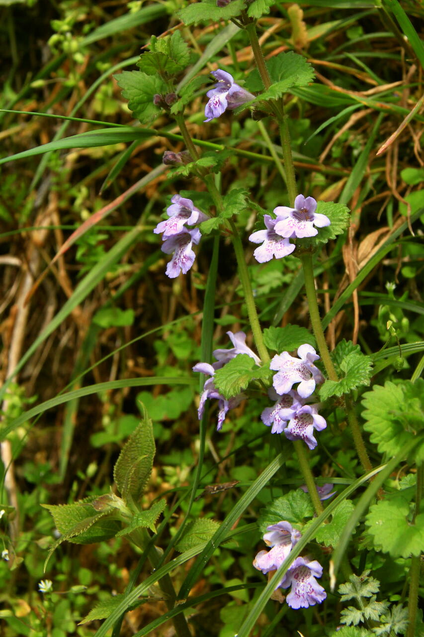 季節の花　いろいろ　そのⅡの画像