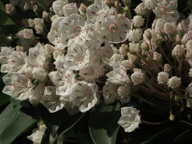 花も蕾の形もユニークなアメリカシャクナゲ 野の花 庭の花