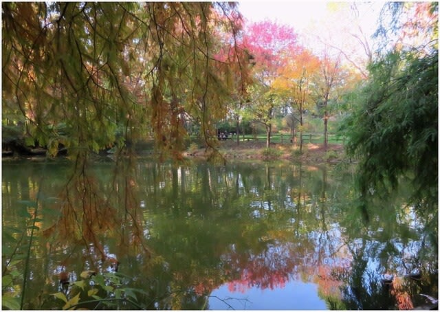 夕暮れの池 長居植物園 大阪市 ベゴさんのロッキング