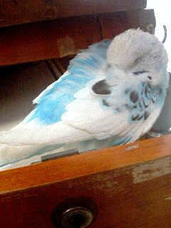 Pa0_0034 Pa0_0034