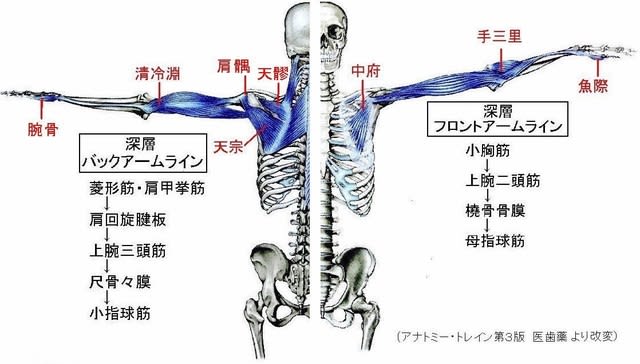 アナトミートレイン理論からみた肩関節の遠隔治療穴 現代医学的鍼灸治療 アナトミートレイン理論からみた肩関節の遠隔治療穴 現代医学的鍼灸治療