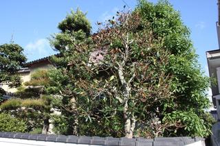 庭木が葉巻虫に 咲とその夫