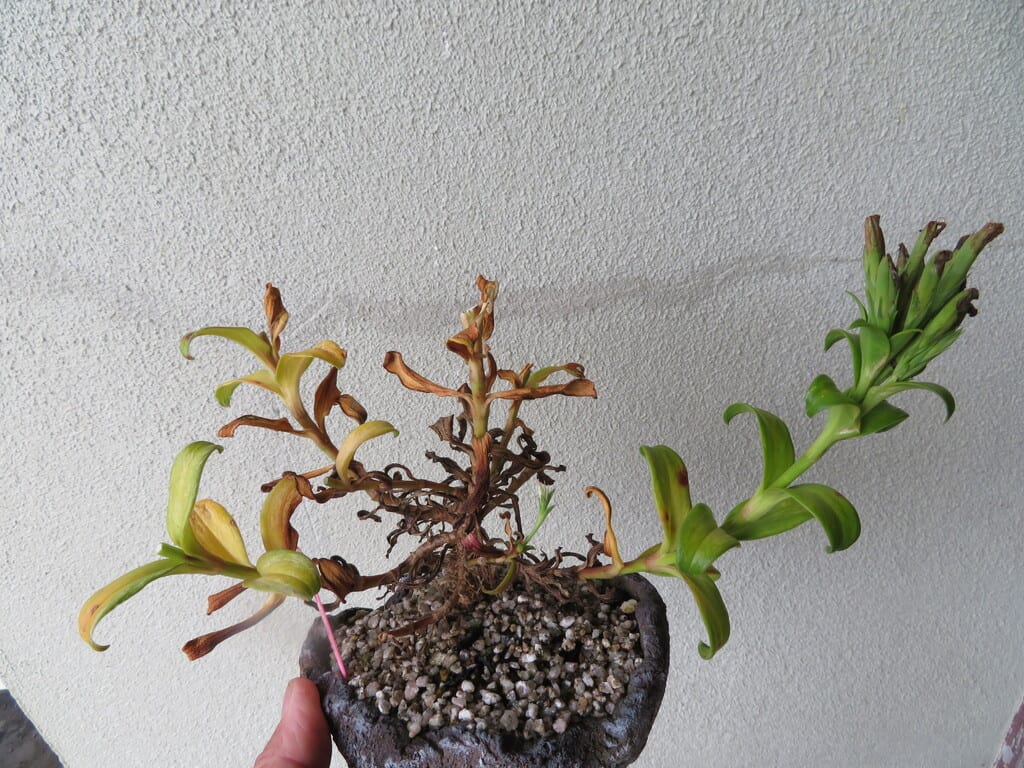 ハマナデシコの種まきと挿し木 ギボウシ やまんなか