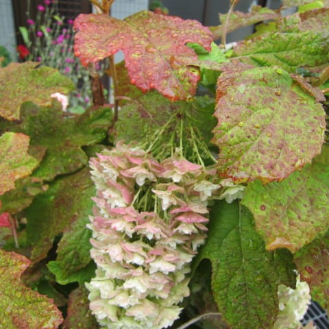 散歩で見かけた紫陽花の花を集めました お花が好き ぼおっと眺める草木との時間を記録して