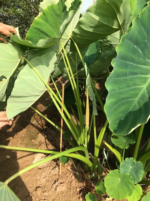 黄色い里芋の花が咲いた 天候異常による珍現象か 白井健康元気村