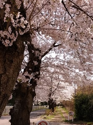 茨城県筑西市内の桜並木