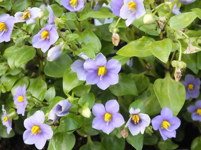 トップ100花 エキザカム 最高の花の画像