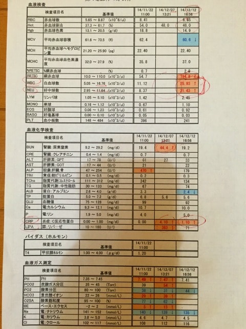 検査結果 膵炎発症診断6日目 おばぁ珠 ホークからの風便り 検査結果 膵炎発症診断6日目 おばぁ珠 ホークからの風便り