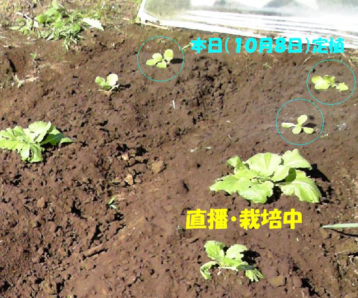 １０月８日 育苗した白菜を直播の畝に追加 ビギナーの家庭菜園