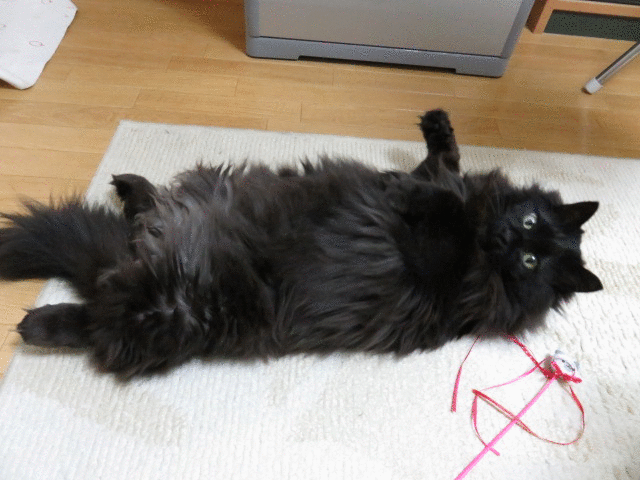 人知れず働く 鼻から猫の毛 人知れず働く 鼻から猫の毛