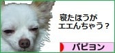 にほんブログ村 犬ブログ パピヨンへ