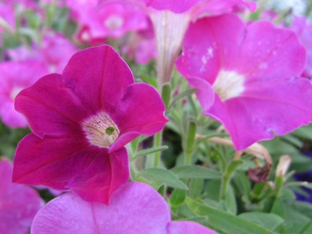 ペチュニアとサフィニア せっかくですから