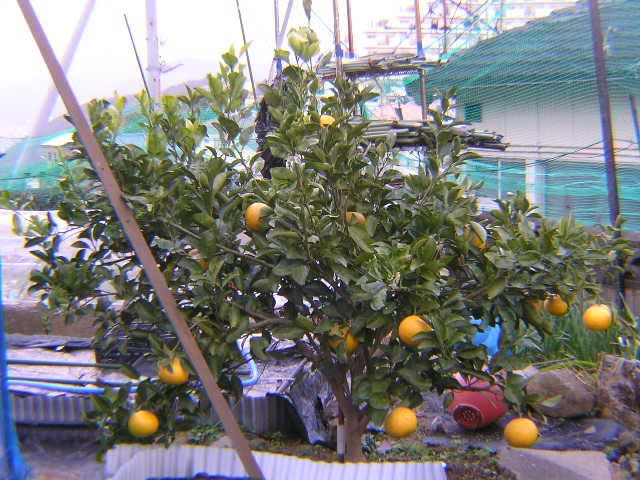 蜜柑 レモンの剪定と金柑収穫 気まぐれ爺じの自己満足家庭菜園 写真