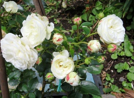 ７月の庭 ６ 薔薇の剪定が進む 花好き 旅好き女性のセカンドライフ ブログ開設１５年目