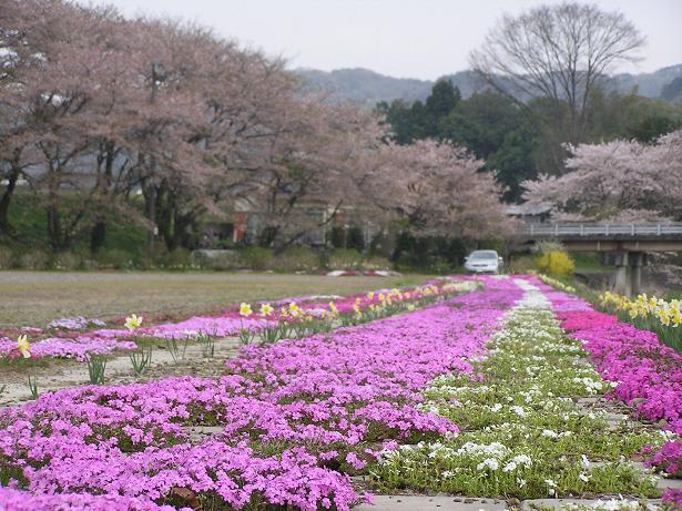 栃木　宮の桜