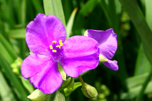 信州・安曇野で紫露草