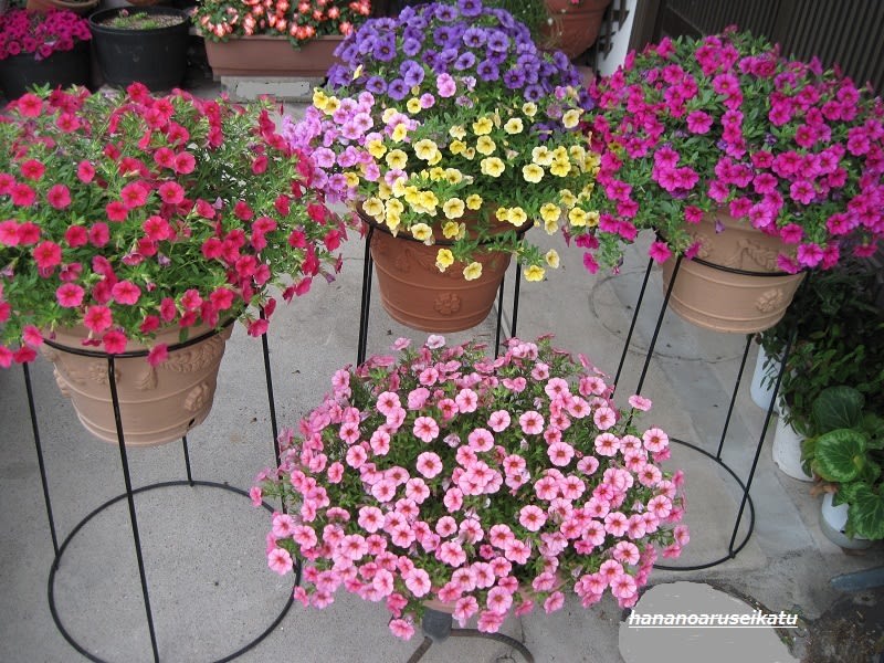 ミリオンベルの寄せ植え 花のある生活