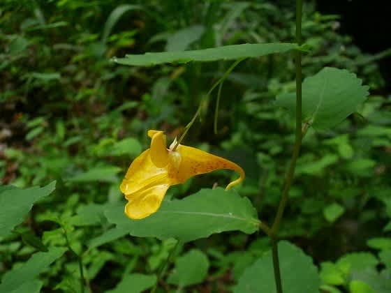 キツリフネソウ ちごゆり嘉子の部屋 キツリフネソウ ちごゆり嘉子の部屋