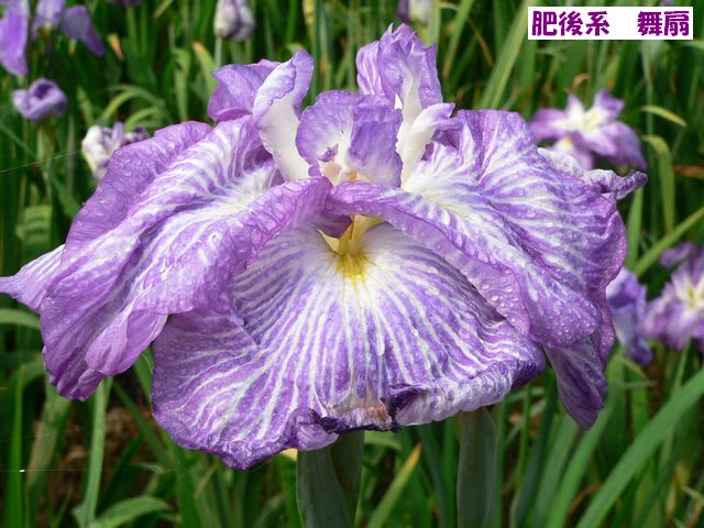 花菖蒲園 大村公園 終わり 猫と田舎の風景と