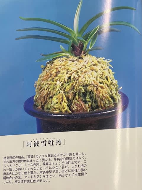 富貴蘭　阿波牡丹 阿波牡丹（あわぼたん） | 富貴蘭の楽しみ方