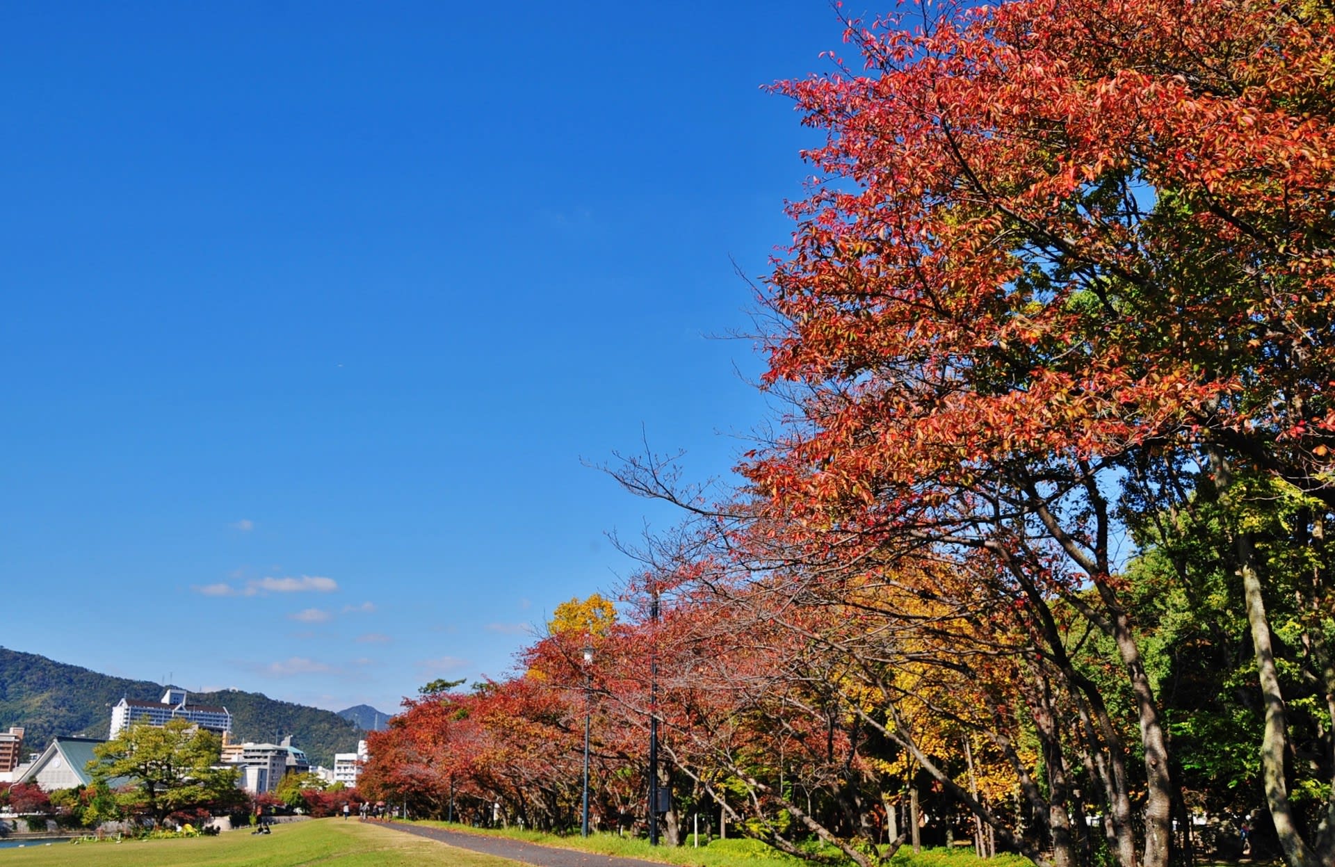 過去の写真 桜紅葉 広島市 綺麗な写真 日々出来事