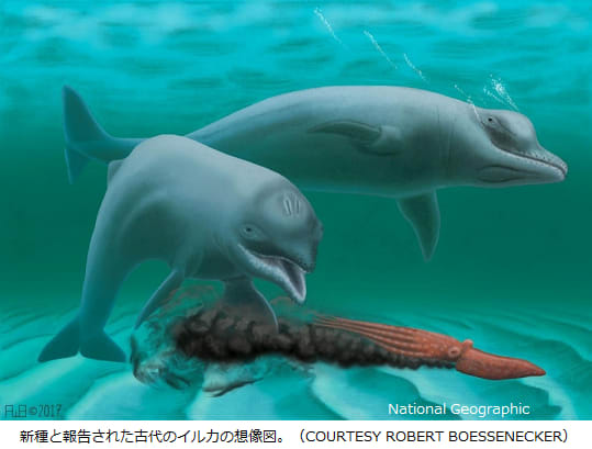 古代イルカの新種発見 ハクジラなのに歯がない 3000万年前 ハクジラ類が多様化した時代があった Yes We Love Science