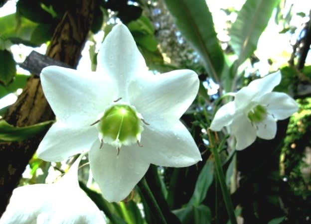 アマゾンユリ 百合 南米アンデス山地原産 純白で清楚な花 く にゃん雑記帳