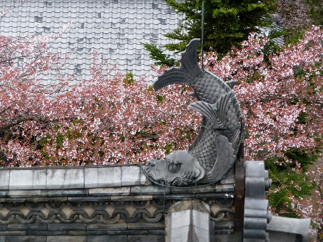 松本城　桜を背景とした鯱
