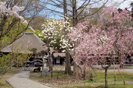 春を探す旅２ 有珠善光寺の桜 定年後の田舎暮らし