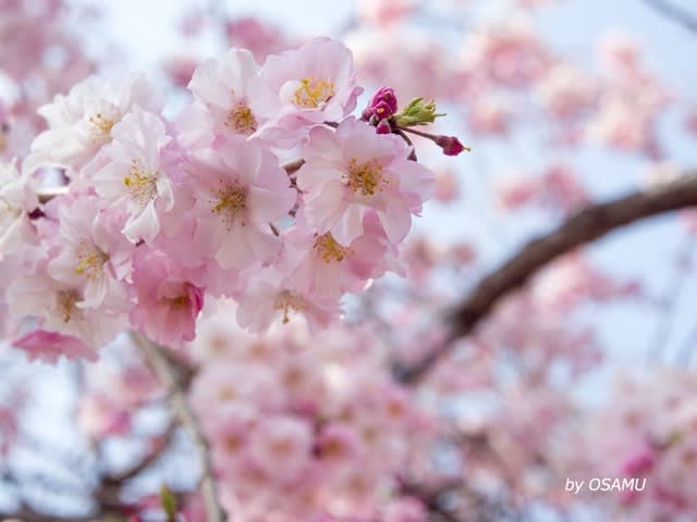 東谷山フルーツパーク しだれ桜まつり Osamuの写真記録