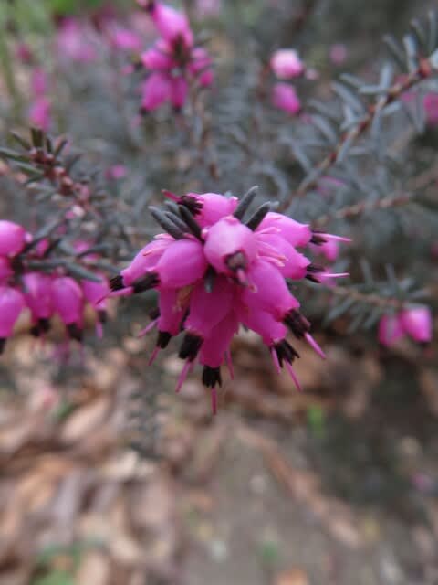 ピンクの小さな花に黒い蕊がアクセントをつける ジャノメエリカ 早春の花 055 野の花 庭の花