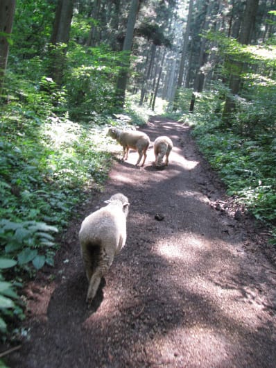 羊の散歩 羊飼いヨースケ編集 森が好き あるきんぐな日々の日記