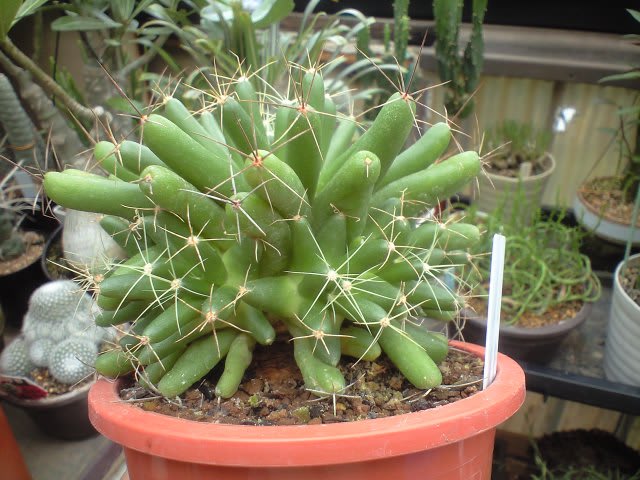 サボテン ドリコテレ マミラリア 金星錦 斑入りの金星 4 5号 k9 超特価 サボテン ドリコテレ マミラリア 金星錦 斑入りの金星 4 5号 k9 超特価