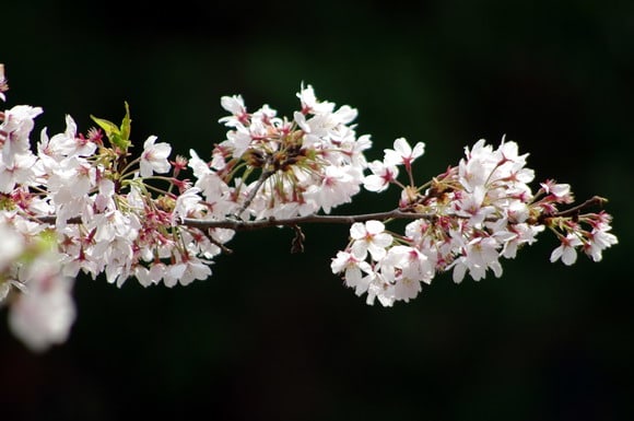 井の頭公園の桜です