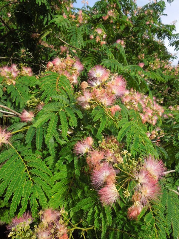 古民家のある里山に 合歓木 ねむのき の花が咲いています 岩手県一関市東山町 農家民宿三澤