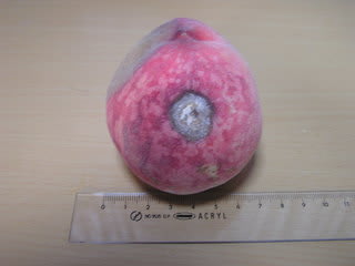 桃の生育 実が腐る原因 灰星病 D 続き のほほん日記 桃の生育 実が腐る原因 灰星病 D 続き のほほん日記