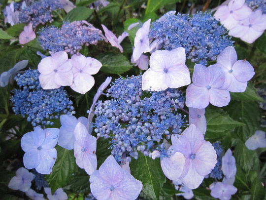 雨に強い花 雨が苦手な花 果樹園の毎日 雨に強い花 雨が苦手な花 果樹園の毎日
