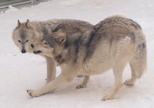 円山3オオカミ 広く浅く