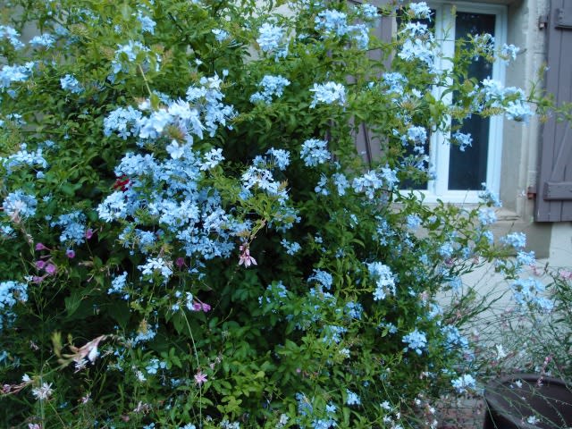 夏に咲くブルーの花 ラングドック 大地を吹く風