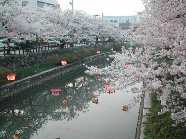 湊川の桜（氷見市観光素材集より）