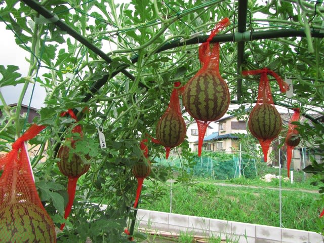 小玉スイカ 空中栽培 現在１８個 大好き 野菜の時間